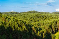 Satellite derived geo-spatial analytics for tree count, height and volume Satellite derived geo-spatial analytics for tree count, height and volume
