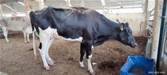 Qatar: Rich, Modern and Cosmopolitan – What about Animal Welfare? Qatar: Rich, Modern and Cosmopolitan – What about Animal Welfare?