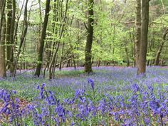 Bluebell woods at Aston Rowant National Nature Reserve Bluebell woods at Aston Rowant National Nature Reserve