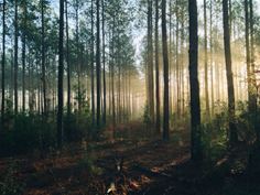 Forest Forest