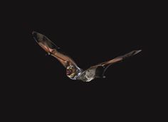 Hoary Bat in Flight 