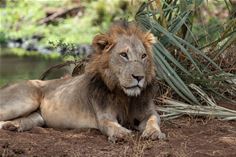 Lion, Meru National Park