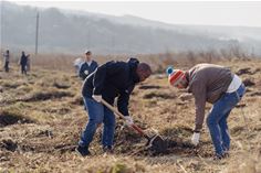 Tree planting for 'client forest' underway