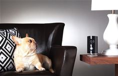 Piper at home Piper at home