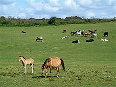 Ponies & Cattle in New Forest