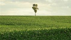 Tree and field Tree and field
