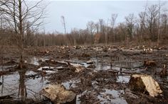 Forest Destruction (2) Forest Destruction (2)