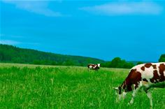 Improving pasture productivity and quality Improving pasture productivity and quality