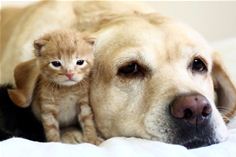 Agria Sell Dog and Cat Insurance Agria Sell Dog and Cat Insurance