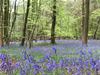 Bluebell woods at Aston Rowant National Nature Reserve