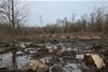 Clearcut 