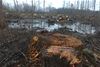 Forest destruction