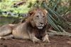 Lion, Meru National Park