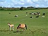 Ponies & Cattle in New Forest