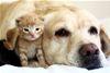 Agria Sell Dog and Cat Insurance