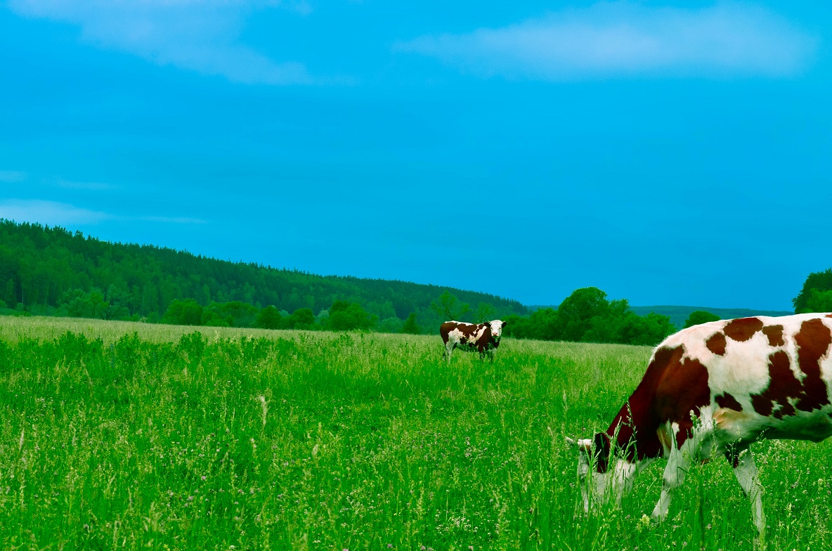 https://www.realwire.com/writeitfiles/cows_grazing.jpg